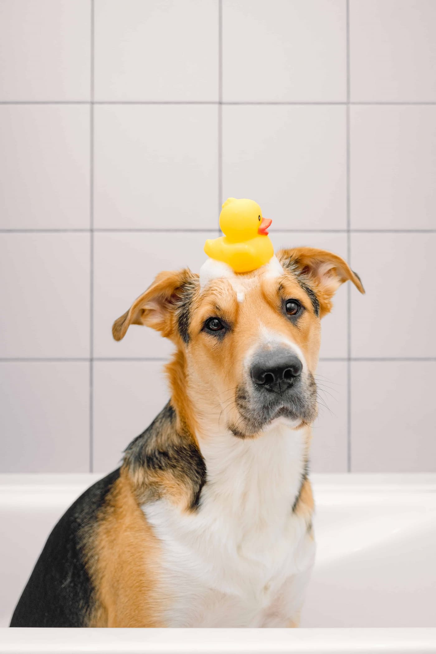 Dog in the bathtub with rubber duck on its head